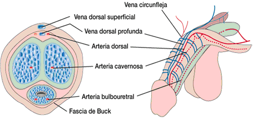 Anatomia del pene
