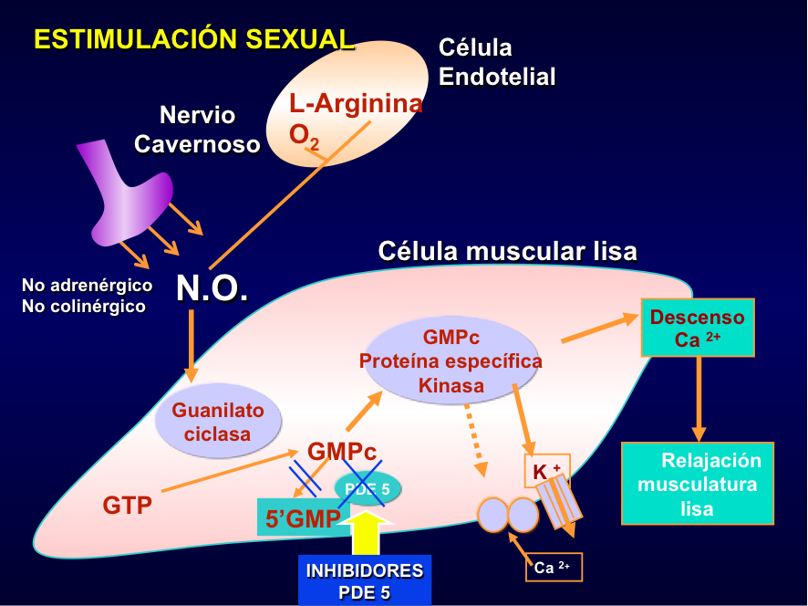 Estimulación sexual contra la impotencia