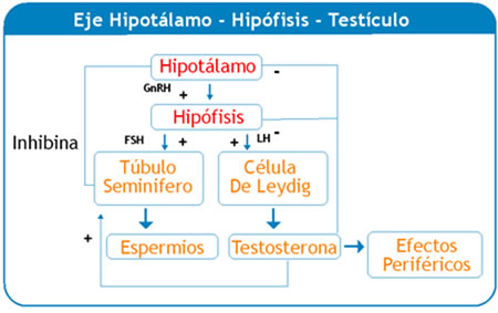 ¿Por qué se produce este descenso de la actividad sexual y del deseo?
